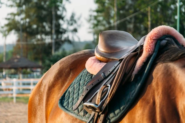 Mastering the Art of Horsemanship
